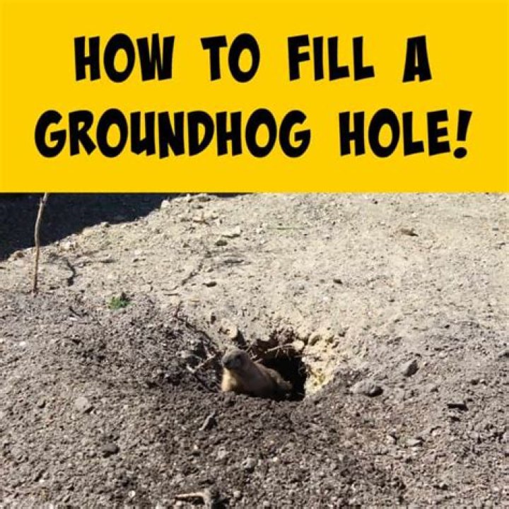How do you fill a groundhog hole?